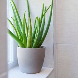 Aloe-Vera Uplift Your Home: 10 Powerful Plants That Promote Peace