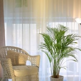 Areca-Palm Uplift Your Home: 10 Powerful Plants That Promote Peace