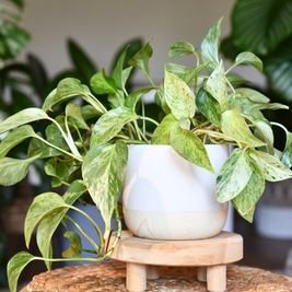Golden-Pothos Uplift Your Home: 10 Powerful Plants That Promote Peace