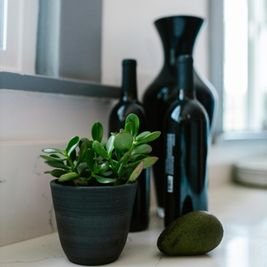 Jade Uplift Your Home: 10 Powerful Plants That Promote Peace