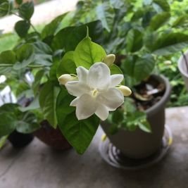 Jasmine Uplift Your Home: 10 Powerful Plants That Promote Peace