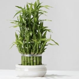 Lucky-Bamboo Uplift Your Home: 10 Powerful Plants That Promote Peace