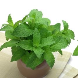 Mint Uplift Your Home: 10 Powerful Plants That Promote Peace