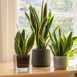 Snake-Plant-1 Uplift Your Home: 10 Powerful Plants That Promote Peace